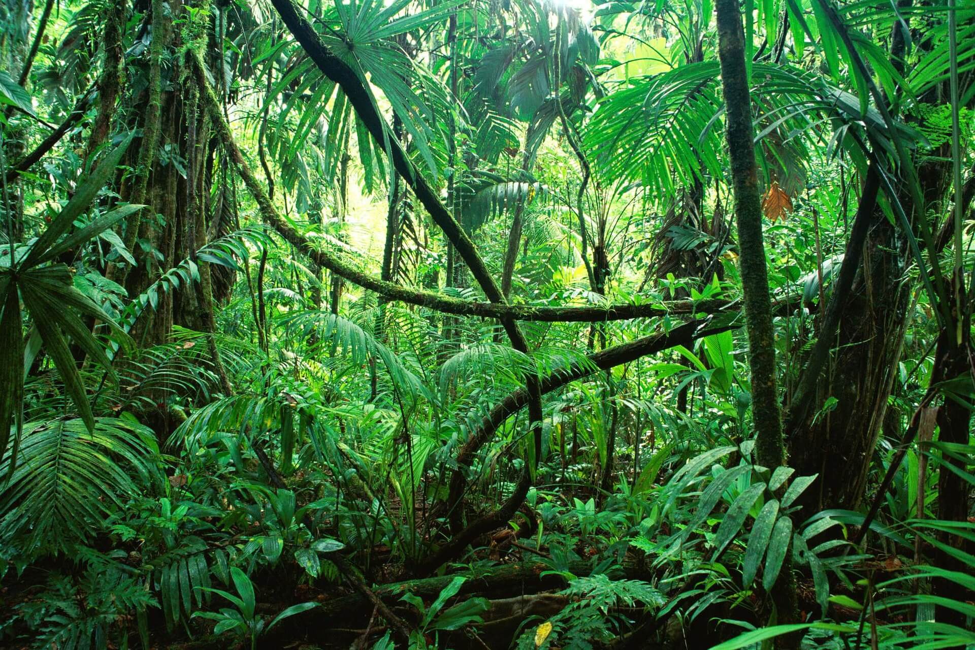 Ziplining in the Costa Rican Jungle