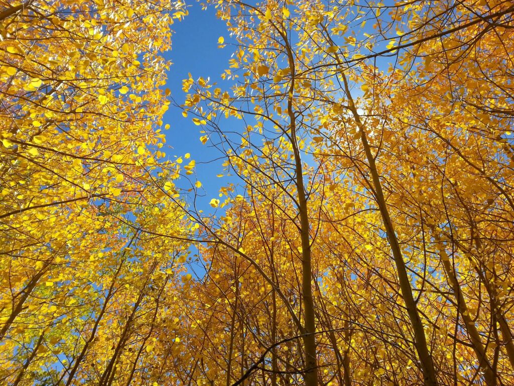 Fall Activities in Colorado