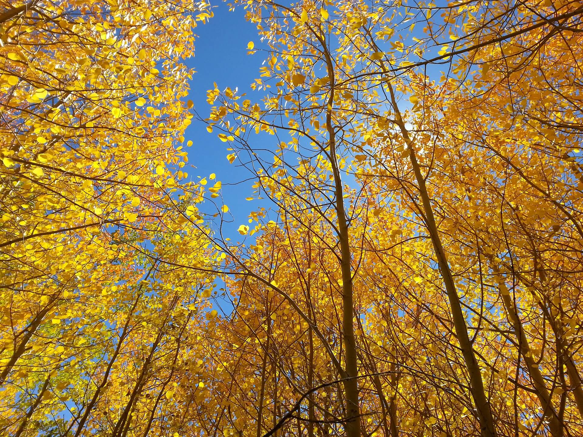 Fall Activities in Colorado