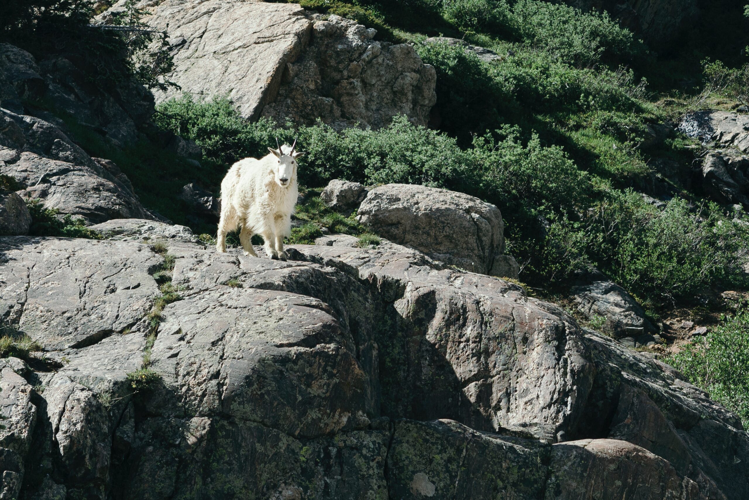 grazing mountain goat