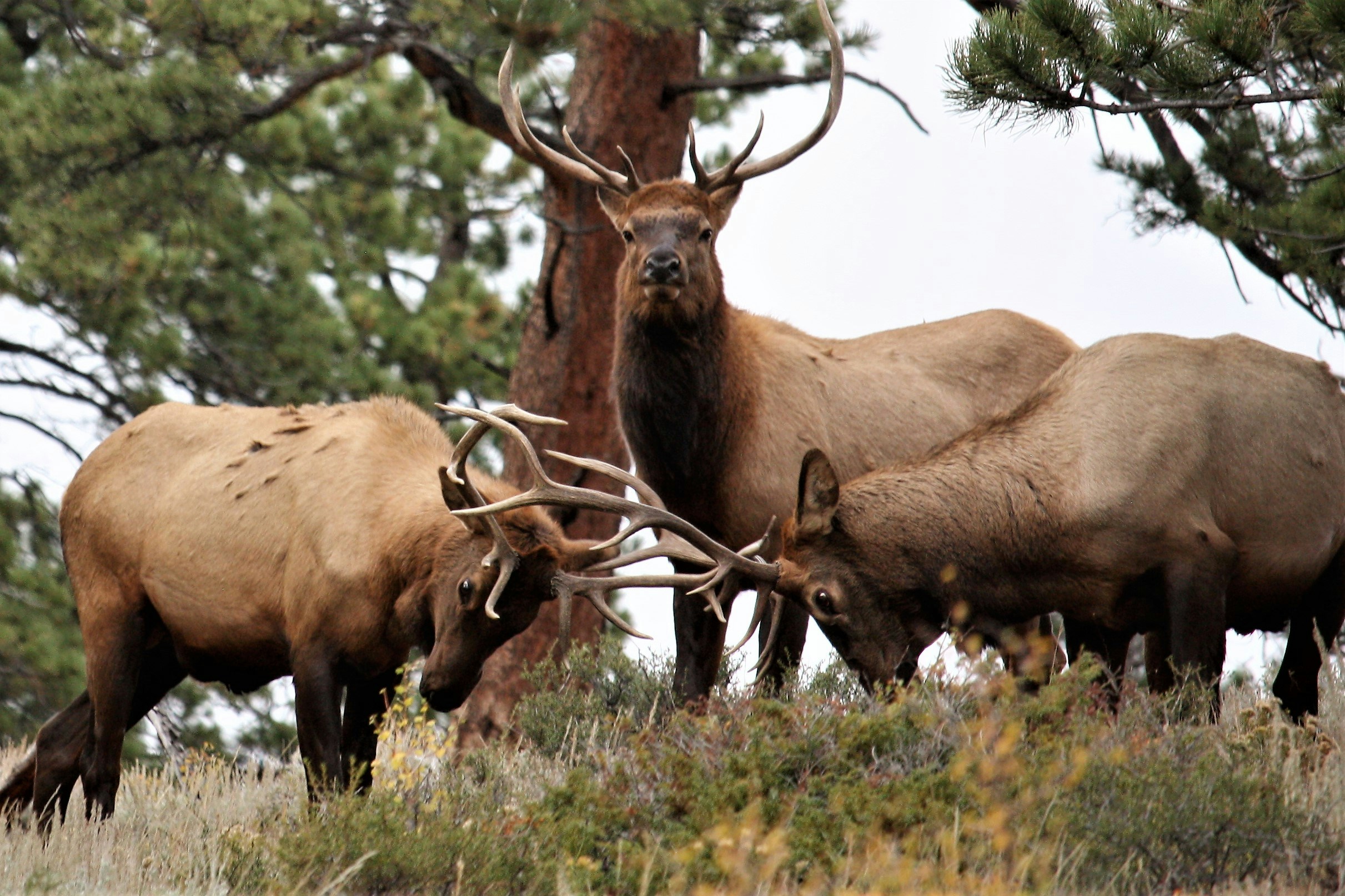 elk in Rocky Mountain National Park