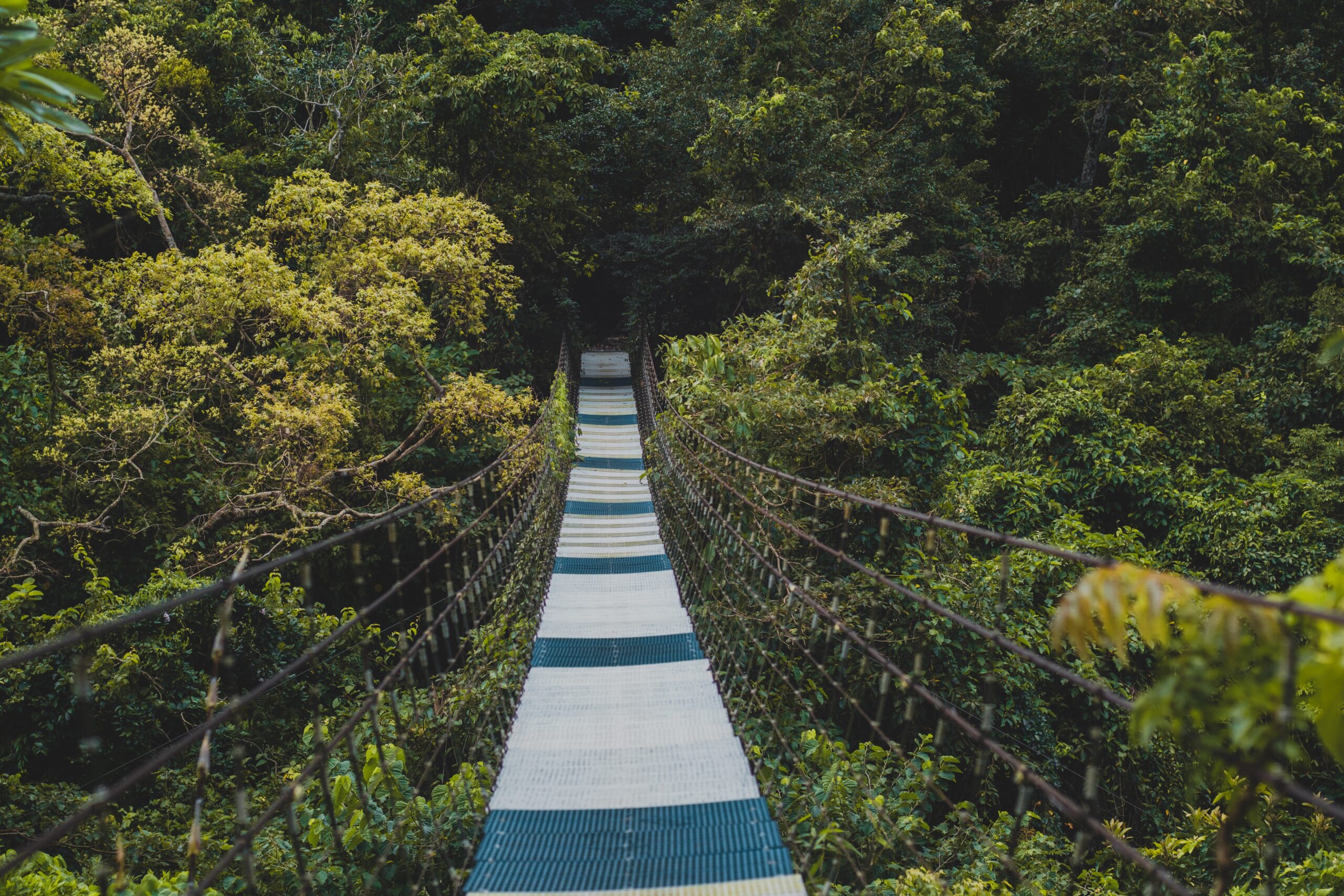 hanging bridge through forest