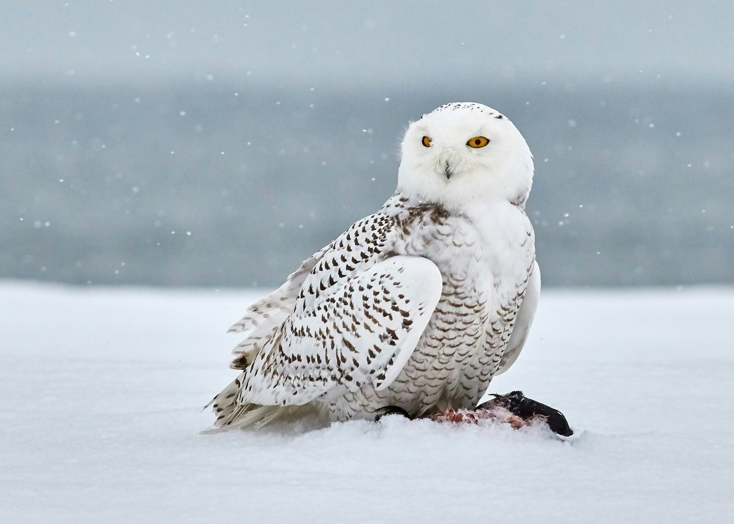 snowy owl perched on ice