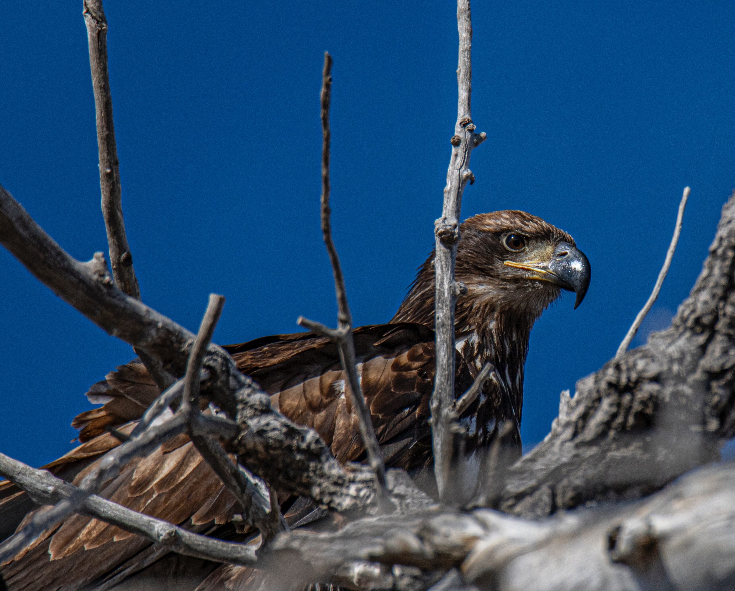 Eagle at Barr Lake
