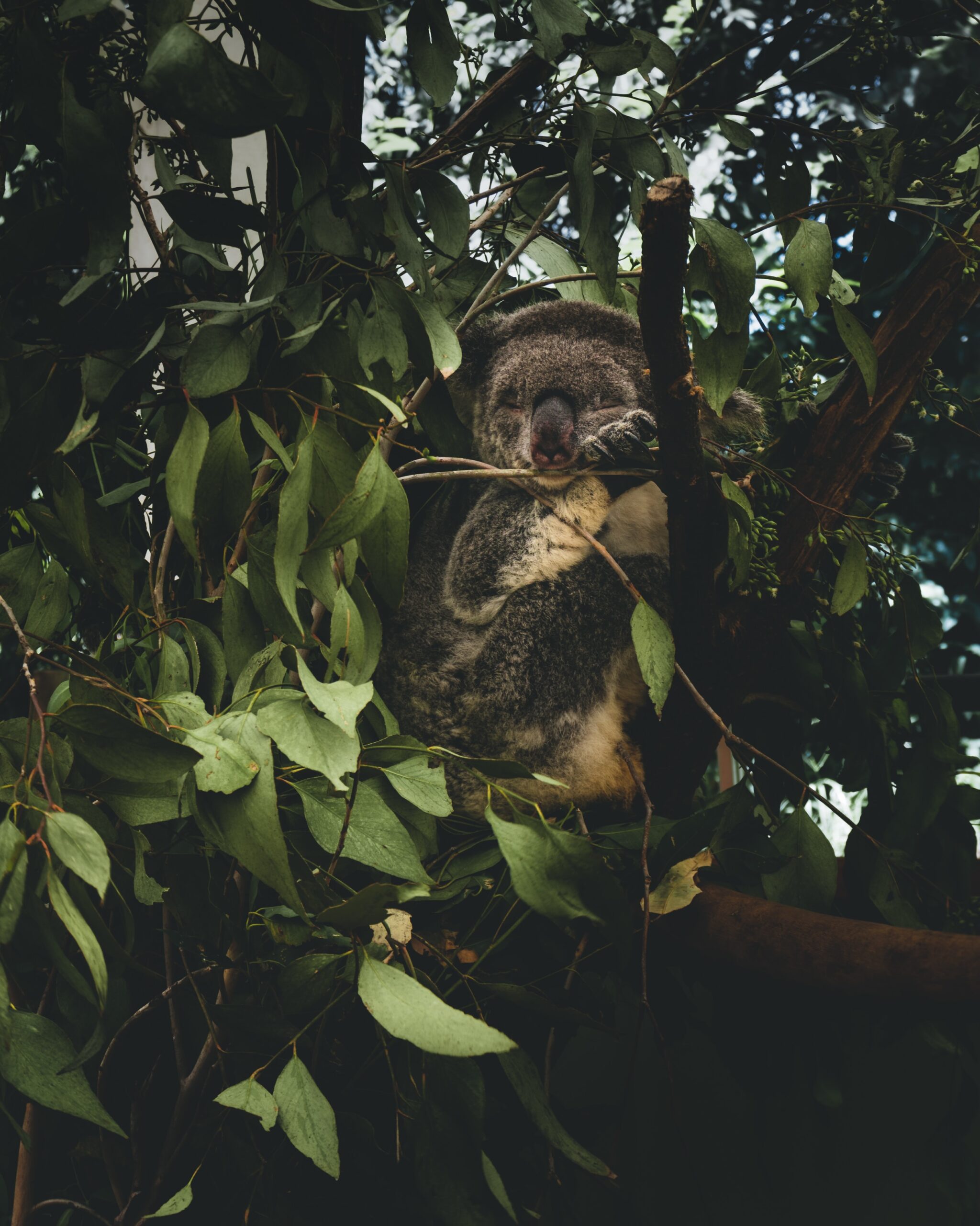 sloth sitting in tree nibbling leaves